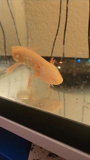 Gary The Axolotl Smiling For The Camera. #axolotl #axolotllove #reelsfacebook #reelsfb #reelstrending #reelsviral #reelsfbシ #videos #viralreels #videoreelsシ | Petsr2cool