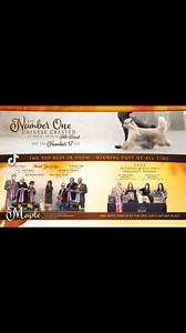 1.9K views · 13 reactions |  Maple  MBIS, MRBIS, MBISS, GCHS. The Lion Lady’s Autumn Blaze NATIONAL SPECIALTY WINNER MULTI BEST IN SHOW MULTI RESERVE BEST IN SHOW MULTIPLE BEST IN SPECIALTY SHOW #1 CHINESE CRESTED (all breed) #17 TOY DOG #ADF #AKC #Chinesecrested #toydog #breederownerhandler #powderpuffchinesecrested #chinesecrested | American Dog Fancier | Facebook