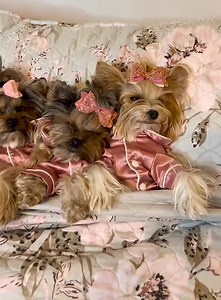 1.7K views · 21 reactions | 5 yorkies, each more beautiful than the other | Coma Yorkie | Facebook