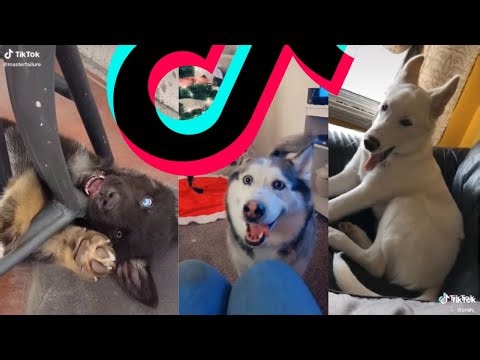 The Greatest Husky TikTok Compilation | Dogs Of TikTok
