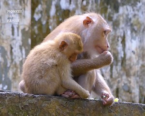 22 reactions · 4 comments | Hope mum give milk baby monkey Leo, Why mum not sharing milk baby Leo like this? Poor LEO so hungry milk #monkey #babymonkey #fyp #animal | Monkey Jane Family | Facebook