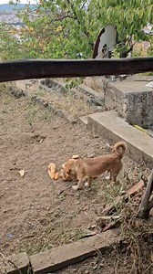 58K views · 594 reactions | Köyden iş kıyafetlerimi getireyim öyle toplayalım desemde Annem ceviz toplamaya başladı bile | Leyla ile Yemek Saati | Facebook