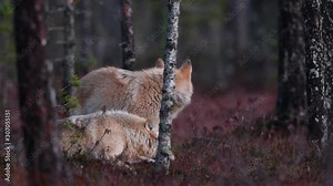 Eurasian wolf, also known as the gray or grey wolf also known as Timber wolf. Scientific name: Canis lupus lupus. Natural habitat. Autumn forest.
