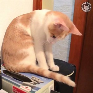 351K views · 2.1K shares | A pet's only mission: to finally get their tail  | The Pet Collective | Facebook