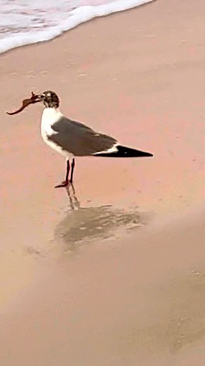 What would you do if you saw a seahorse in a seagulls mouth? 🌴🌴s~ * * * #seahorse #beachscene #florida #birdlife #beachtherapy #lbk | Follow Me To Longboat Key