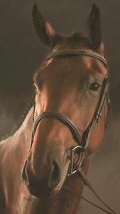 Port-O-Call, 2019, 17.0 hand, Canadian Sport Horse Mare Port-O-Call "Poppy" is a 17.0 hh 2019 Westporte Canadian Warmblood mare. Poppy has successfully shown in the cup qualifiers and had a fabulous experience showing at the Royal Winter Fair with some top placings. Located in Ontario ➡️ Find on www.bigeq.com 🔎 Quick Search by horse name: www.bigeq.com/search Want your horse featured? All Showcase listings are posted to our IG feed or story.😀 #bigeq #hunterjumper #usef #ushja #showjumping #sho