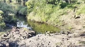 103K views · 1.7K reactions | Leopard Strikes: Baboon Ambushed Amid Lioness Hunt Frenzy | Must-See Wildlife Encounter | Bagh Dushkhel | Facebook