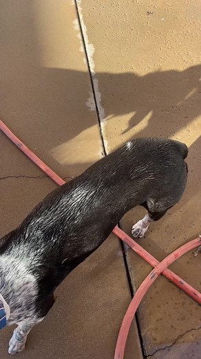 Arin Hanson (@arinhanson1980)’s videos with Funny - Gold-Tiger