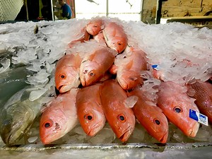 Texas puts a temporary hold on red snapper fishing