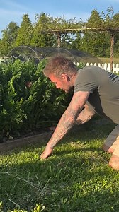 135K views · 3.6K reactions | К главной новости этого часа: Дэвид Бекхэм под смешки жены собирает первый урожай моркови 凌 Неказистая, зато своя) | HELLO! Russia | Facebook