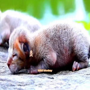 WOW !! Mama Monkey Bella Have A Strange Newborn Baby __ The baby tried to get milk from Bella | MiMi Monkey