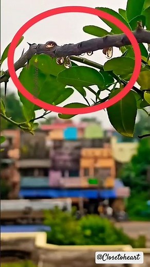 gummosis in citrus # Gummosis disease in citrus # citrus diseases # Lemon plant disease # disease