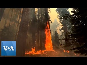 California Wildfires Burn Sequoia National Park