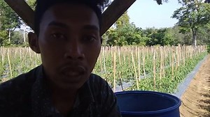 BUDIDAYA #CMK LOLAY "Part(38)" Usia 30 HST,,menjawab pertanyaan sahabat tani.. apakah benar fungisida golongan azol menghambat pertumbuhan?,,🤗🤗🤗 | Sahabat Agriculture