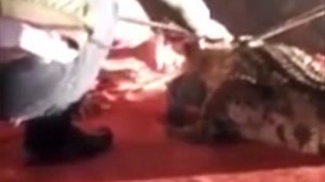 Crocodile bites circus performer in the face