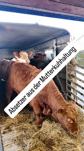 Absetzer abladen Limousin-Kreuzungsabsetzer auf dem Weg in den Stall. Man sieht beim Abladen schnell, ob ein Typ passt. 👉 Frage: Würdest du solche Absetzer einstellen? ja oder nein? Oder sagst du klar: andere Genetik, anderer Typ? #mutterkuhhaltung #landwirtschaft #viehhandel | Viehhandlung Hauger