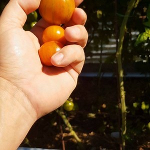 1.2K views · 75 reactions | Mr Stripey #tomato | Self Sufficient Me | Facebook