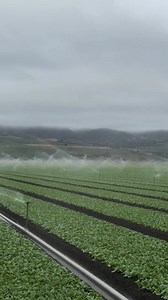 57K views · 1K reactions | Vegetables irrigation systems farming | Zortrax Agriculture Corporation | Facebook