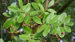 Pistacia terebinthus, known commonly as terebinth and turpentine tree, is a species of Pistacia, native to the Canary Islands, and the Mediterranean region Stock ビデオ