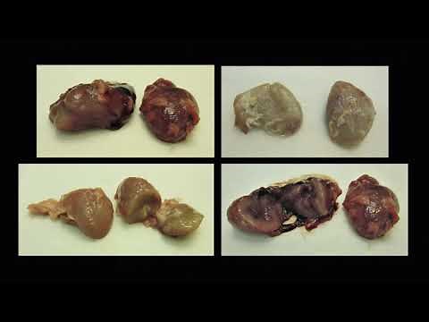 Deer Lymph Node Extraction: CWD Testing