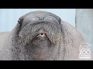 Walrus Doing Funny Tricks - Must See - Hilarious!