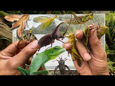 Catch a beautiful dobsonfly‼️moth, hercules beetle, giant grasshopper, stinkbug