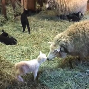 16 reactions · 3 comments | Spring has arrived and Maplewood Farm is an even more adorable experience with the new lambs! Find out more: bit.ly/2q6Soiu #explorevanns  Deep Cove Crier | Vancouver's North Shore | Facebook