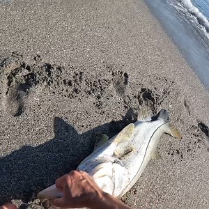 24K views · 942 reactions | Monster snook from the beach! | Landshark Outdoors | Facebook