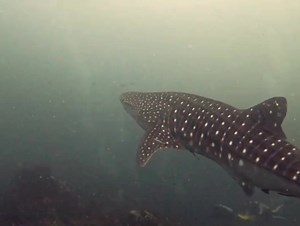 Discovery Dive Centre on Reels