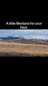 This occurred Sunday just a few miles from the resort. #fairmonthotsprings #elk #AnacondaMontana #buttemontana #montanawildlife | Fairmont Hot Springs Resort