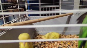 2.7K views | Green Quaker Parrots Maroon Bellied Conures Scaley Breasted Lorikeets Swainson's Rainbow Lorikeet Rosenberg's Rainbow Lorikeet Pickup is in Pell City Alabama or I can ship. Message me for more details. | Daybird Aviaries | Facebook