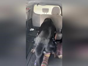 dog fucks owner