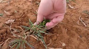 The Best Brassicas for Deer Food Plots