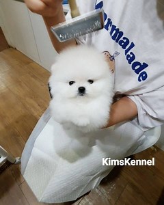 15 reactions · 4 comments | .  White Pomeranian Girl "CLOUDY" . She...