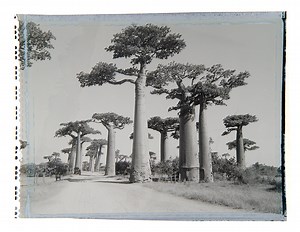 the baobab book