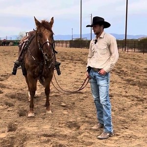 1.2K views |  Ranch, Rope, Trail and much more is possible with Lot 6 in our February Rope Horse Sale  Lot 6 - AV Docs Toya (Docs High Velocity X AV Montoyas Babe) owned by TaLyn Neville To watch the whole demo video, click on https://bid.goldbucklehorsesale.com/lots/view/4-CP7OU3/av-docs-toya #trailhorse #AllAroundHorse #headhorse #teamroping #horses | Gold Buckle Horse Sale | Facebook