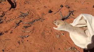 2.6M views · 9.8K reactions | Long thought extinct, this small animal has been rediscovered after a hundred years. | National Geographic | Facebook