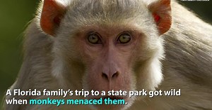 Killer herpes from Florida monkeys could pass to humans, scientists warn