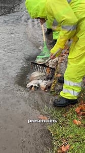 1.9K views · 4 comments | ️ NÚMEROS DE EMERGENCIA   Ante caída...