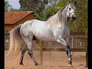 Acaso Shady RT - garanhão quarto de milha (El Zorrero) - Haras Terra/SP