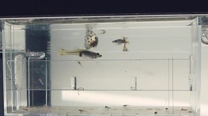 Download Newborn And Adult Guppy Fishes Moving Freely Inside The Aquarium - Mother Guppy Fish Eating Her Newborn Guppy Fry- Close Up Shot for free