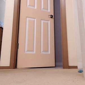 Hazel's really smart. When she wants to be alone, she goes into my bathroom and closes the door. And she takes a nap. 💤💤😼 | Church & Sons Painting Co.