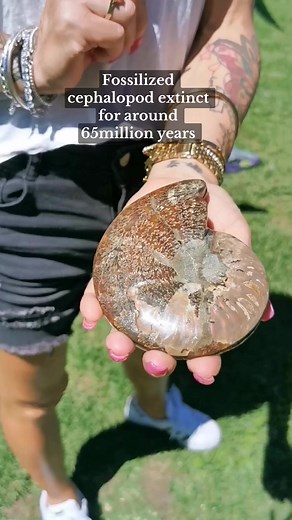 Ammonites inlayed with rare gemstone counterpart ammolite. #ammolite #ammonite #fossils #paleontology #geology #stainedglass #crystals #crystalshop #crystalworld #crystallovers #collectibles #gemstones #lapidary | Crystal World Exhibition Centre