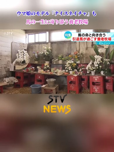 ウマ娘のモデルになった「ナイスネイチャ」も 馬の一生に寄り添う養老牧場 北海道浦河町 #競走馬 #引退馬 #養老牧場 #ウマ娘 #日高 #渡辺牧場 #馬産地 #ナイスネイチャ #ＪＲＡ #北海道 #ＳＴＶ #TikTokでニュース