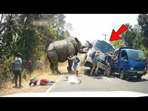 Incredible Safari Moments Caught on Camera #5