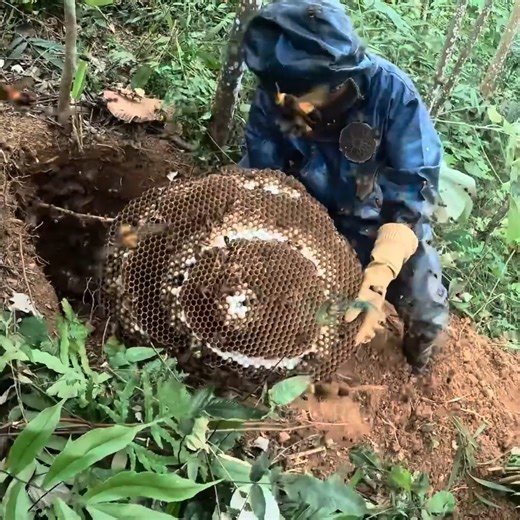 MASSIVE Ground Nest STING Wasp Nest Removal, Superr | Bees Reels