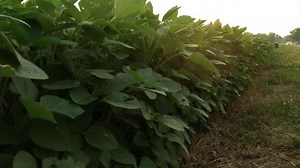Micro-grants available for community gardens - 47abc