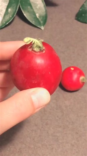 #gardening #garden #flowers #plants #nature #gardenlife #flower #gardendesign #growyourown #gardener #plantsofinstagram #naturephotography #gardeninspiration #growyourownfood #gardens #photography #green #plant #organic #mygarden #flowerstagram #flowersofinstagram #homegrown #gardenlove #plantsmakepeoplehappy #love #landscaping #landscape #organicgardening #gardensofinstagram | Amazing Gardening | Facebook