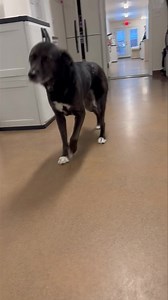 Lizzy was so close to her room but she could not resist | Peters Creek Pet Boarding