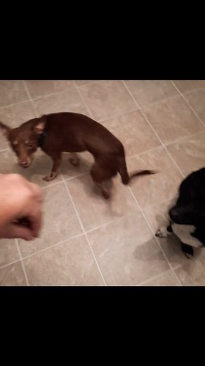 Uncle Eddy and his two nephews. #BillyPreston #lovedogs | Dana Guth